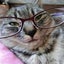 画像 とらたろうの猫ネコ　ブログのユーザープロフィール画像