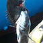 黒鯛(クロダイ,チヌ)の落とし込み(ヘチ)釣り＋ベイトフィネス釣りに魅せられた Kyarifai の軌跡のサムネイル