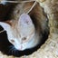 画像 ハンドメイド（猫ちぐら、PPバンドかご）、農家の日記のユーザープロフィール画像