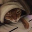 ちろ＊🐾。のサムネイル