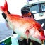 画像 剣崎沖でコマセ真鯛釣りのユーザープロフィール画像