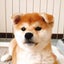 画像 柴犬ねねちゃんと40代のダイエット日記のユーザープロフィール画像