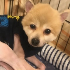 miyokoのプロフィール