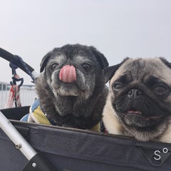 太陽と花のママ♪のプロフィール