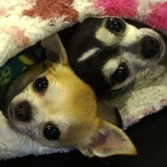 ランちゃんのプロフィール