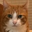 画像 茶トラのメス猫 “わんわー”を探していますのユーザープロフィール画像
