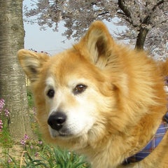 ラッくんのプロフィール
