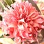 画像 ”あなた”という花が咲く＊愛で満たされて咲く花　　　　　のユーザープロフィール画像