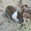 花音のサムネイル