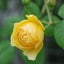 画像 薔薇と紫陽花のユーザープロフィール画像
