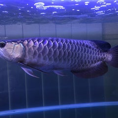 またまた混泳失敗 4 Nobuのアロワナ混泳飼育記録 またまた混泳失敗 4 Nobuのアロワナ混泳飼育記録