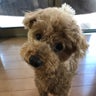 オリーブママのプロフィール