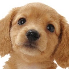 ろごきっとのプロフィール