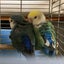 ぱんころりんのサムネイル