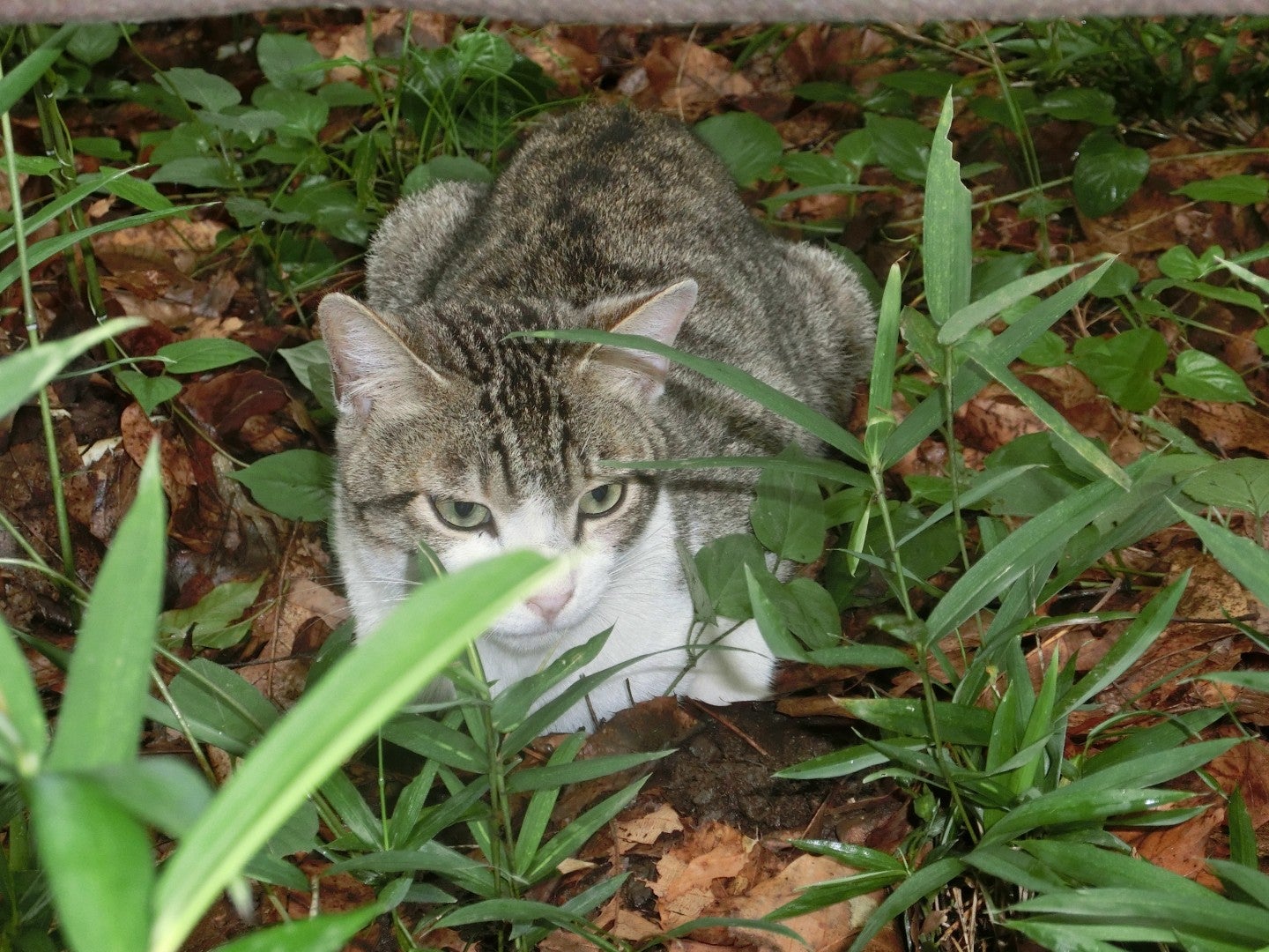 Java Swing JTextField 入力文字数(バイト数)を制限する | 闇雲映画館(洋画のあらすじをネタバレでラストまで/アクション ...