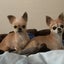 ぽんもんパパ＆ママのサムネイル