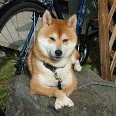 dojipapaのプロフィール