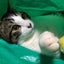 画像 保護猫りくママのブログのユーザープロフィール画像
