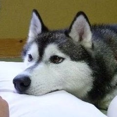 チワワの悠とハスキーjiro チワワの悠とハスキーjiro