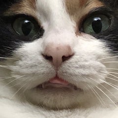 kuromotaのプロフィール
