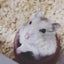 カピぼんのサムネイル