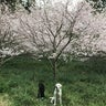ノーテのプロフィール