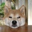 画像 日々の出来事＆柴犬「あずき」との日々＆故郷「長崎」の想いでのユーザープロフィール画像