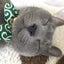 蘭のサムネイル