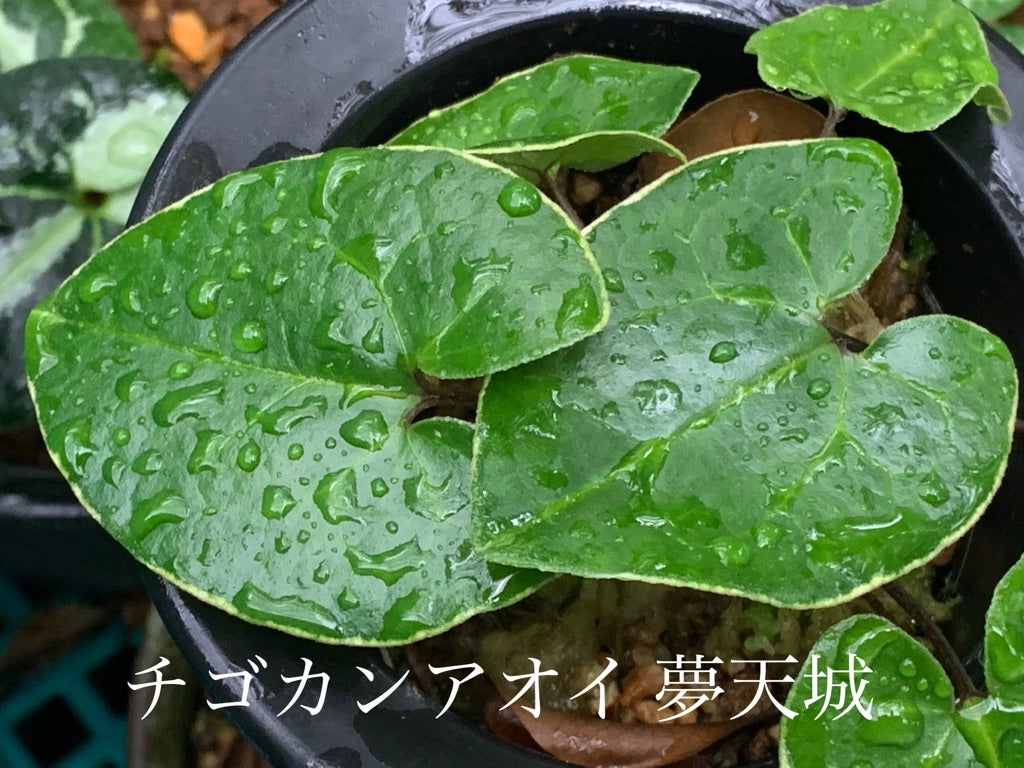 フロフキ 不老不死の薬草 - 植物/観葉植物