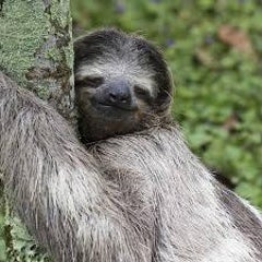 ナマケモグラのプロフィール