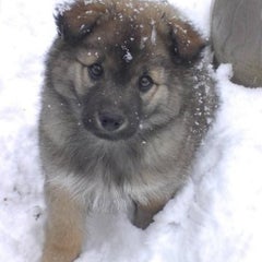 ポンタのプロフィール