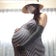 爆乳妊婦・妊婦女装子レイのブログ