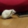楽しむ暮し