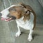 画像 HOT BLITZ Mブルテリアの子犬ブログ♪のユーザープロフィール画像