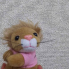 napiのプロフィール