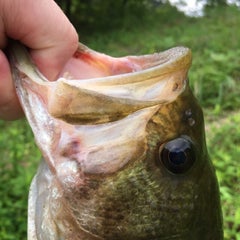 ブルーギルの泳がせ釣り Zariponの釣れズレつぶやきブログです