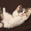 画像 空飛ぶネコの日記のユーザープロフィール画像