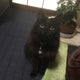 rossogatto6のおすすめのサムネイル