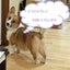 画像 コーギー犬ピーターの憂鬱のユーザープロフィール画像