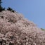 うめこのサムネイル