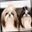 画像 ドックソープのお店  Pet Salon SHERRYのユーザープロフィール画像