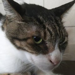 トーニャのプロフィール