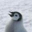 Sioのサムネイル