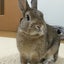 うさぎのとしのサムネイル