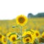 comacomaのサムネイル