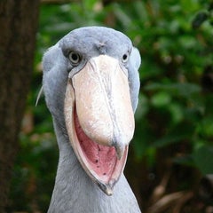 ハシビロコウのプロフィール
