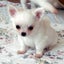 画像 筋肉とトレーニングマニア～犬大好きぷち王子のブログ～のユーザープロフィール画像