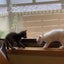 nekodasukeのサムネイル