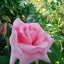 画像 愛しい　庭の花たちのユーザープロフィール画像