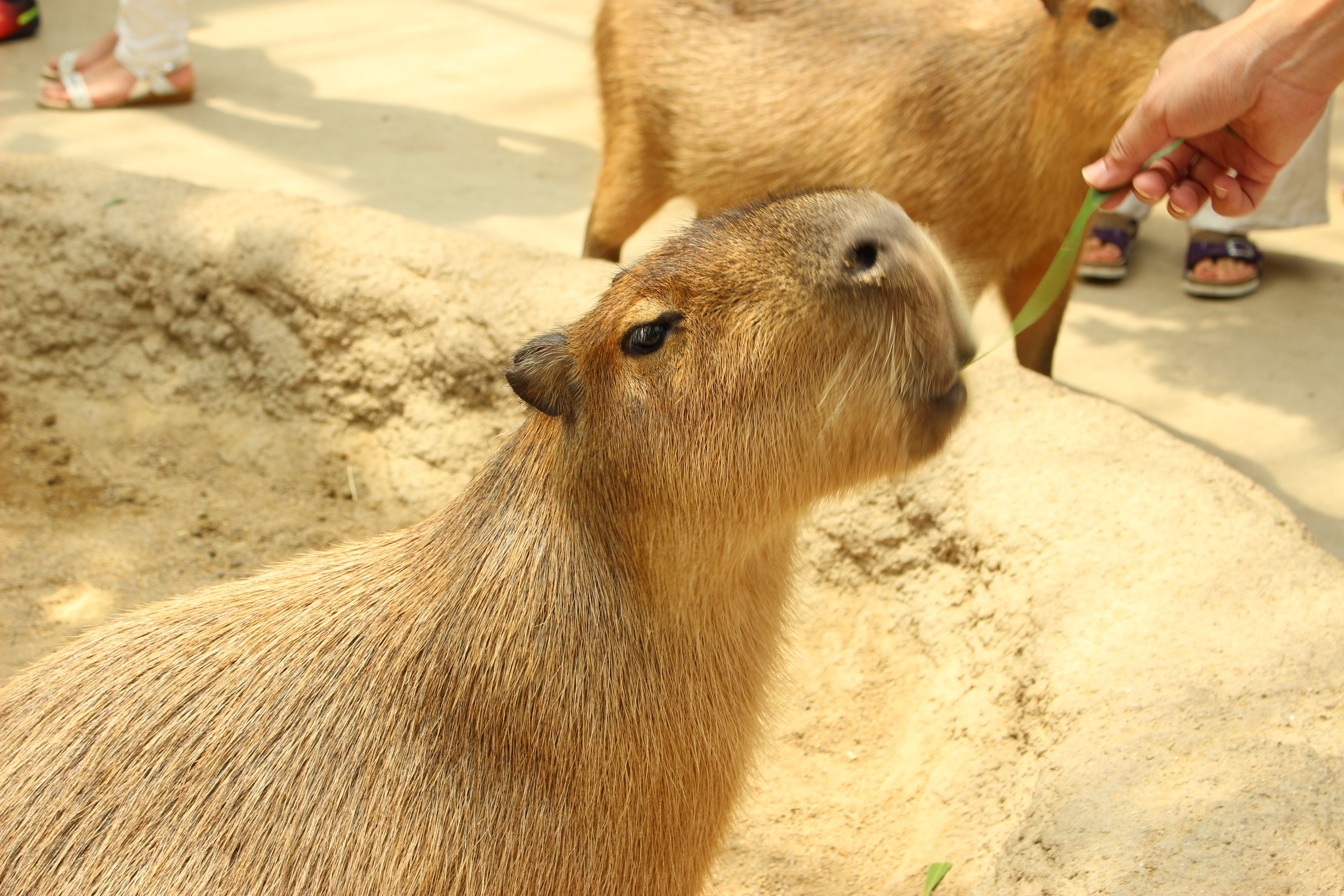 ベタ飼育に必要なものリストと 水槽 きまぐれブログ 只今アクアにはまり中